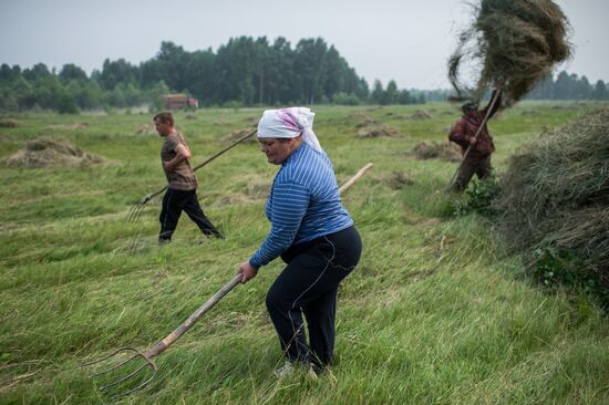 Harvesting hay in Omsk region