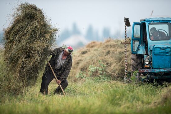 Harvesting hay in Omsk region