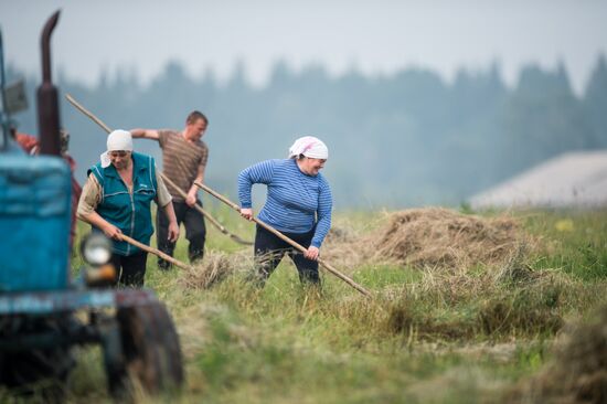 Harvesting hay in Omsk region