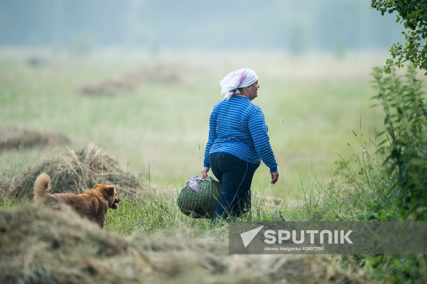 Harvesting hay in Omsk region