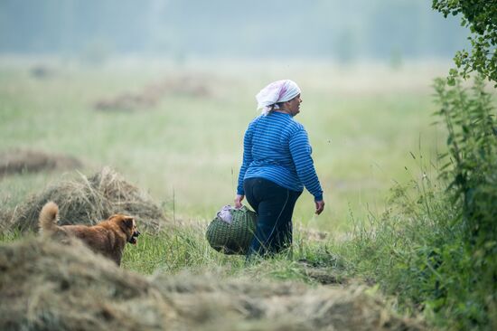 Harvesting hay in Omsk region