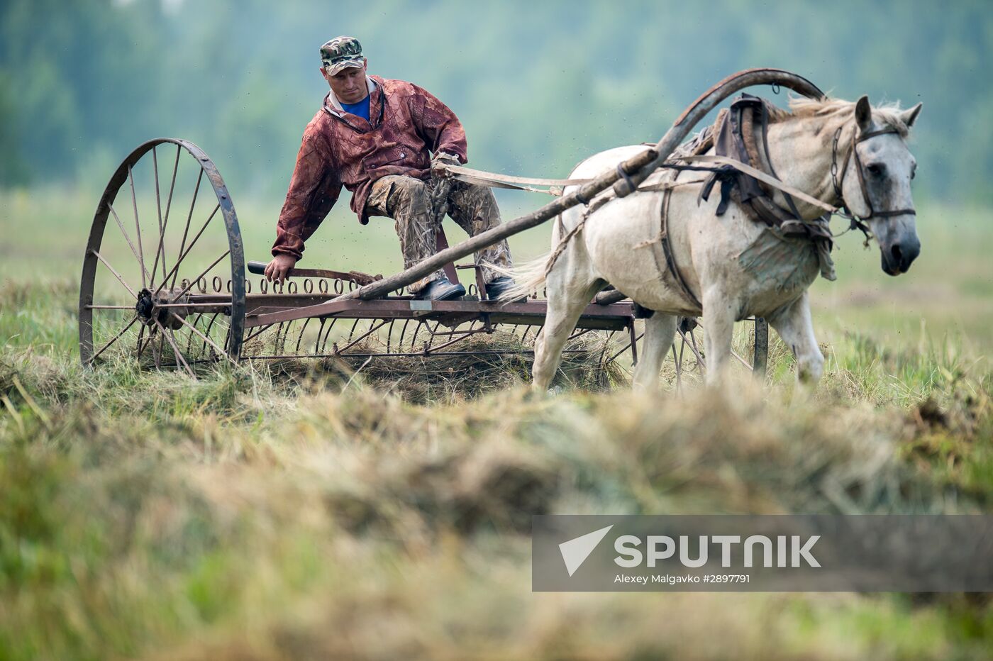 Harvesting hay in Omsk region