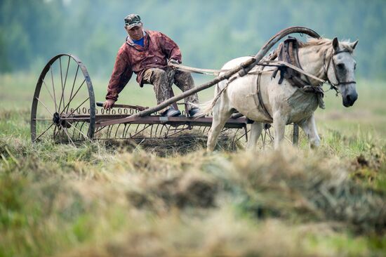 Harvesting hay in Omsk region