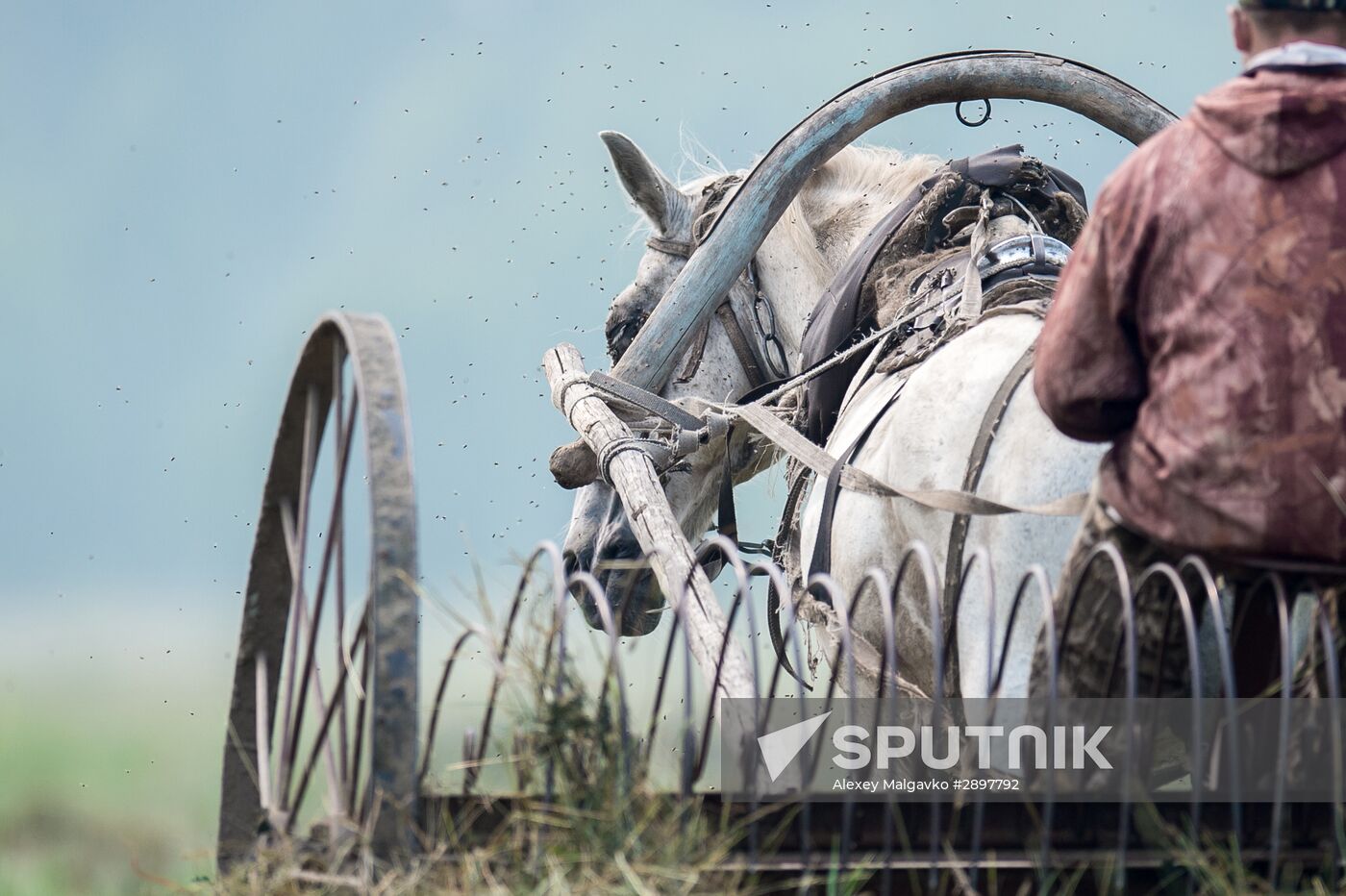 Harvesting hay in Omsk region