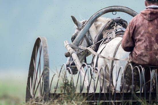 Harvesting hay in Omsk region