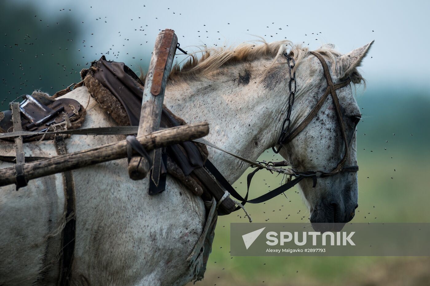 Harvesting hay in Omsk region