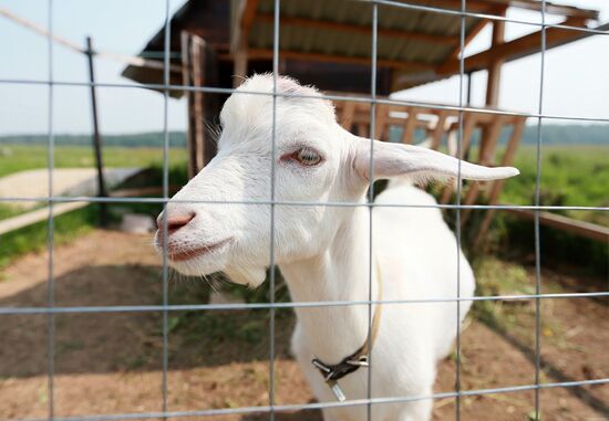 Farm in Istrinsky district