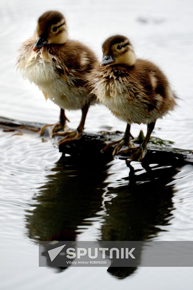 Mandarin ducks in Primorye Territory