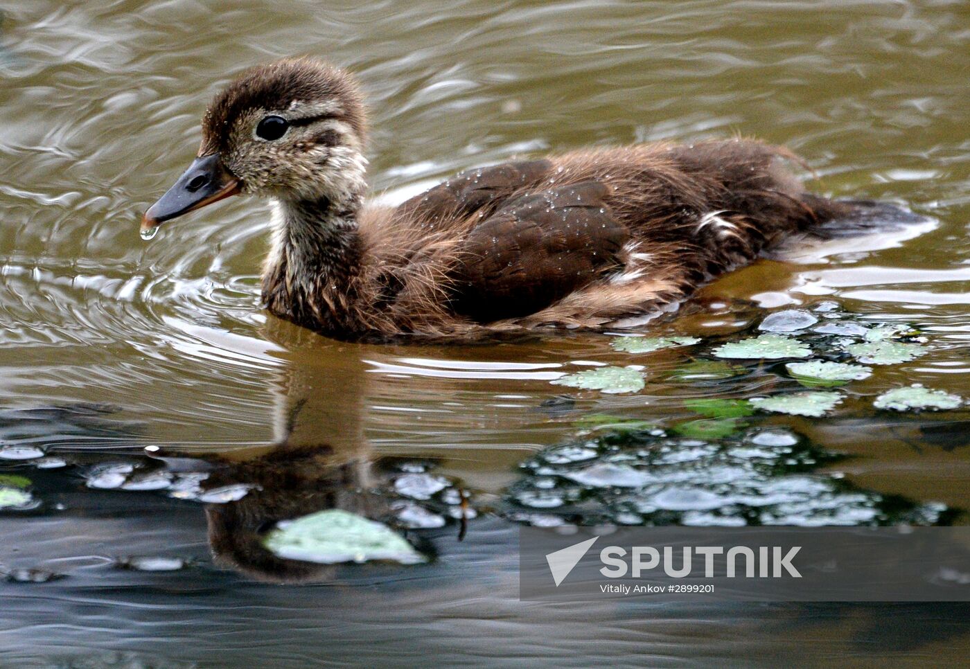 Mandarin ducks in Primorye Territory