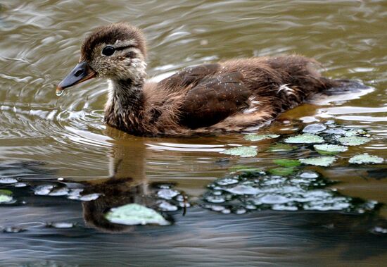 Mandarin ducks in Primorye Territory