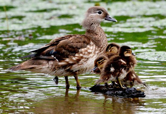 Mandarin ducks in Primorye Territory