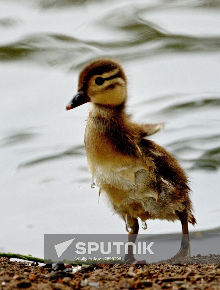 Mandarin ducks in Primorye Territory