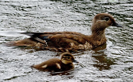 Mandarin ducks in Primorye Territory