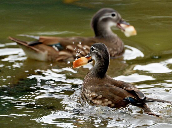 Mandarin ducks in Primorye Territory
