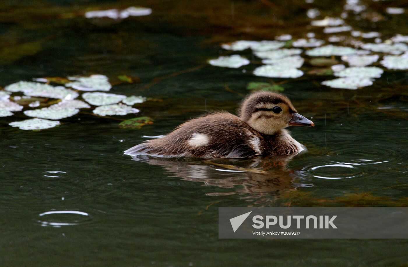 Mandarin ducks in Primorye Territory