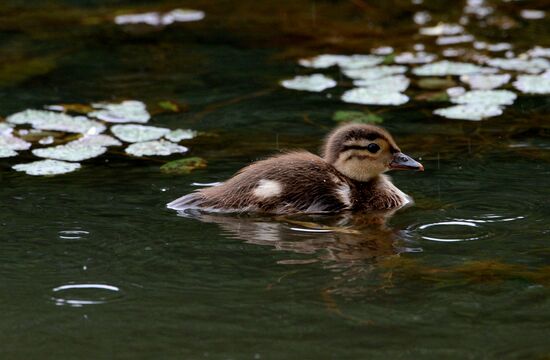 Mandarin ducks in Primorye Territory