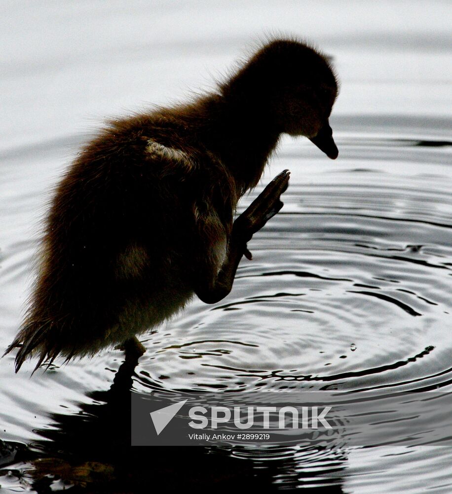 Mandarin ducks in Primorye Territory