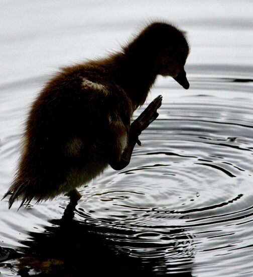 Mandarin ducks in Primorye Territory