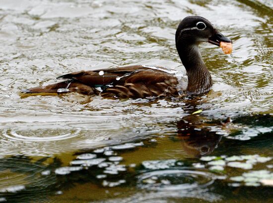 Mandarin ducks in Primorye Territory