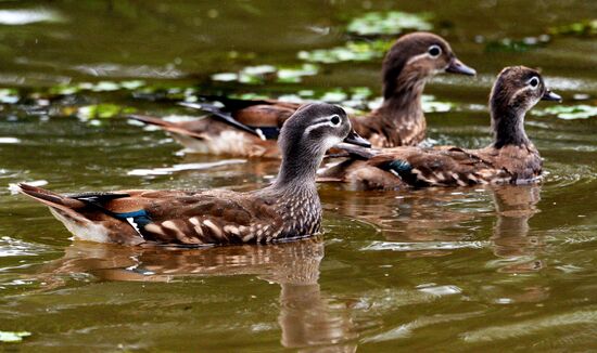 Mandarin ducks in Primorye Territory