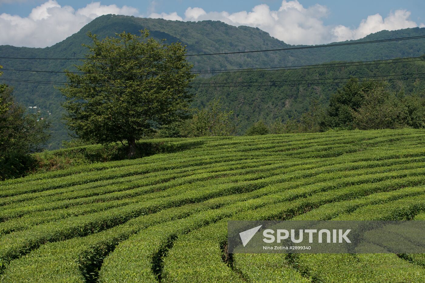 Tea production in Sochi