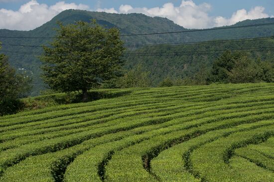 Tea production in Sochi