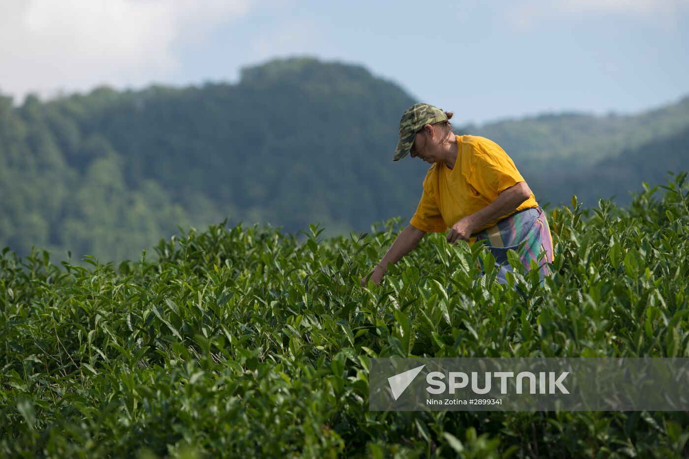 Tea production in Sochi