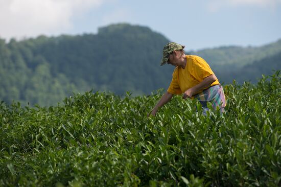Tea production in Sochi