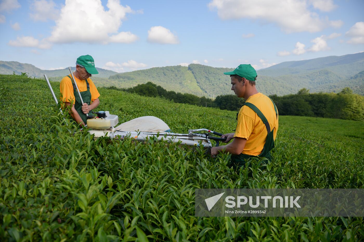 Tea production in Sochi