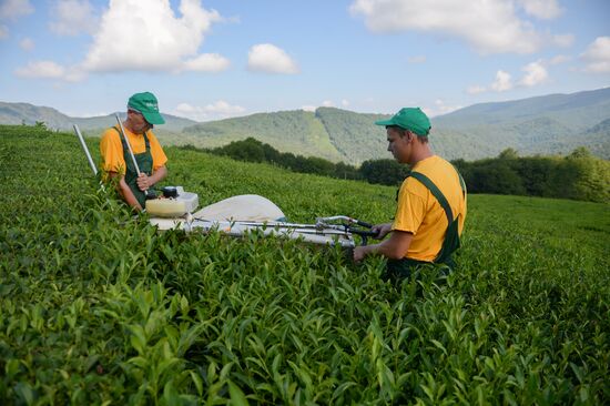 Tea production in Sochi