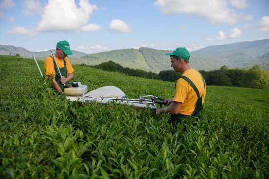 Tea production in Sochi