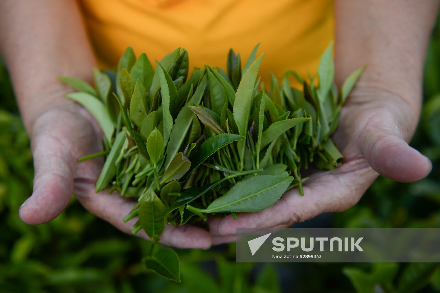 Tea production in Sochi