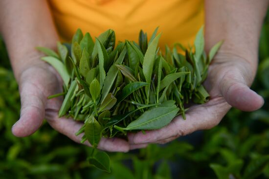 Tea production in Sochi