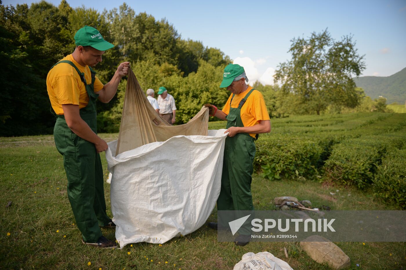 Tea production in Sochi