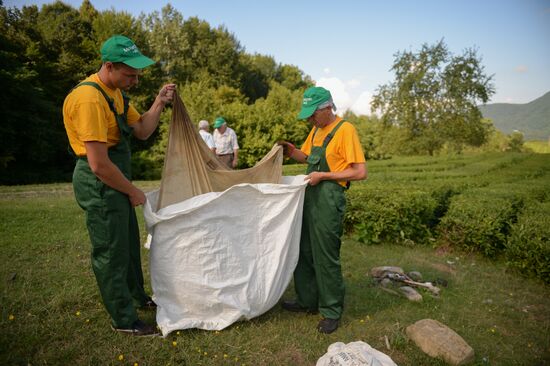 Tea production in Sochi