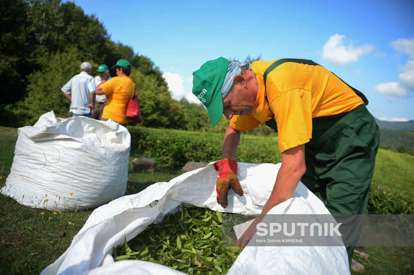 Tea production in Sochi