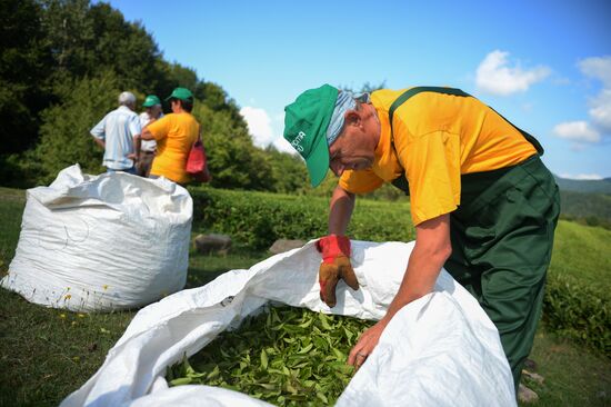 Tea production in Sochi