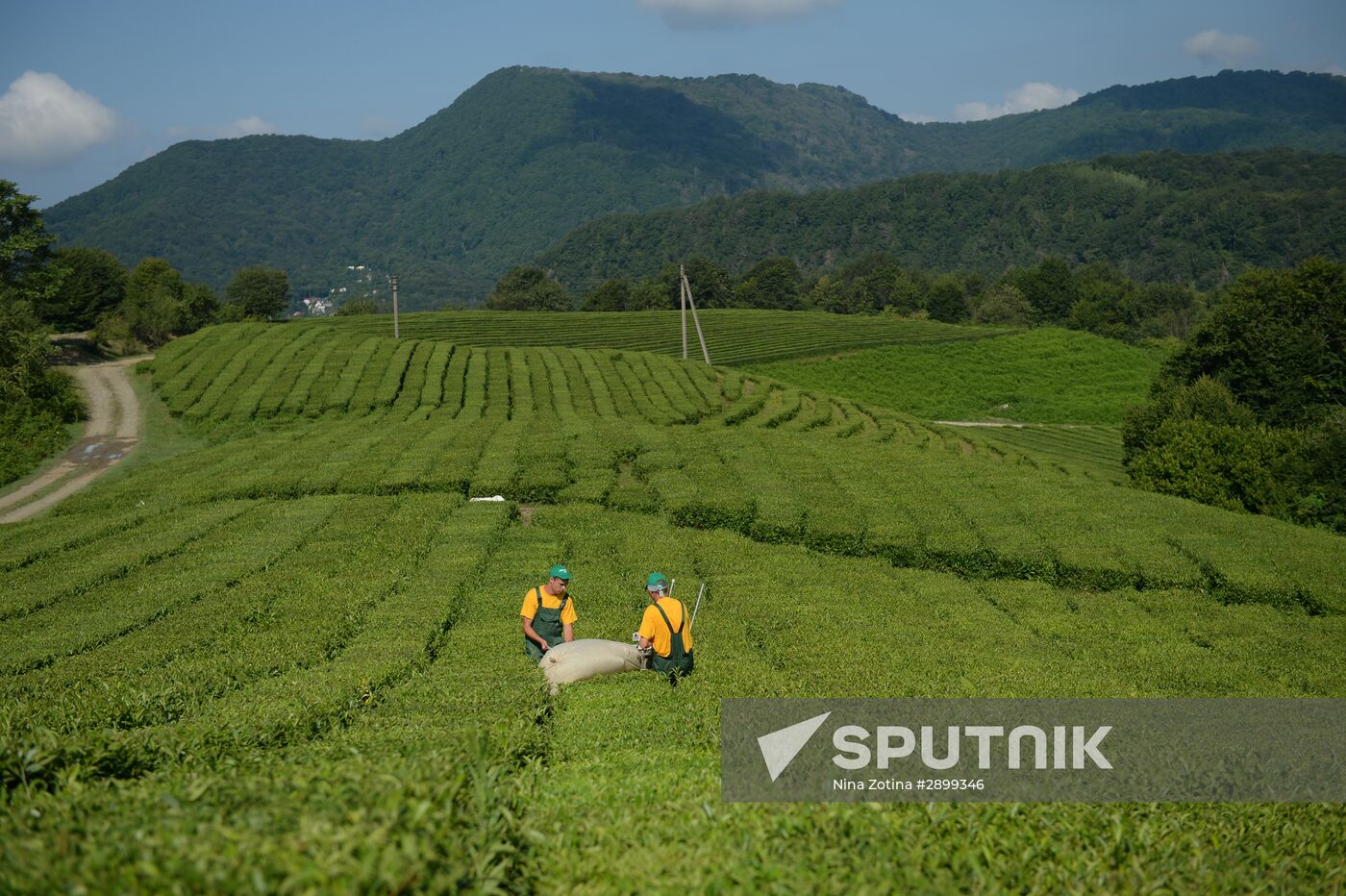 Tea production in Sochi