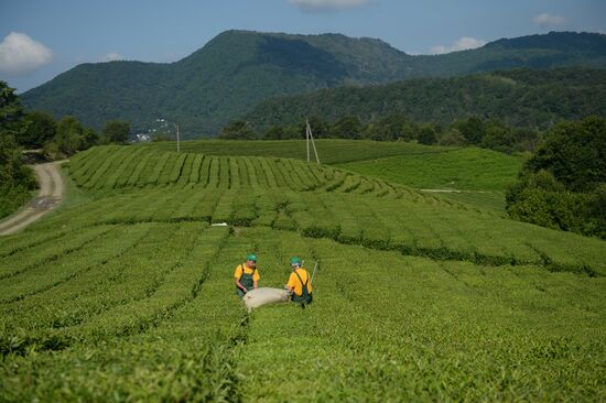 Tea production in Sochi