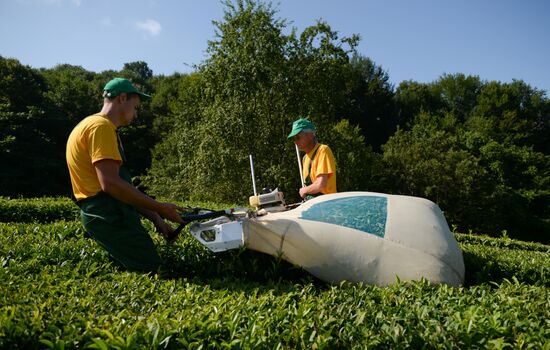 Tea production in Sochi