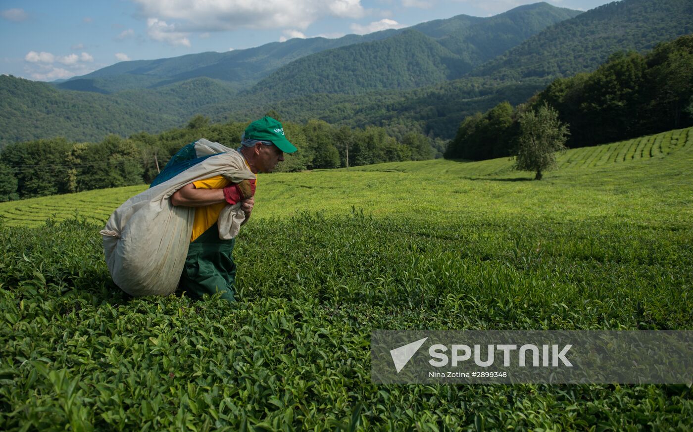 Tea production in Sochi