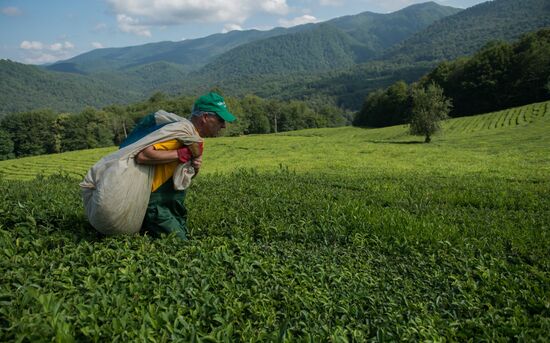 Tea production in Sochi