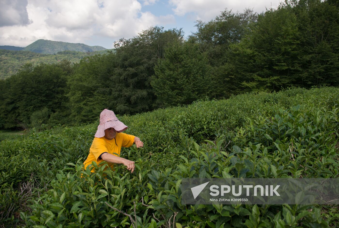 Tea production in Sochi