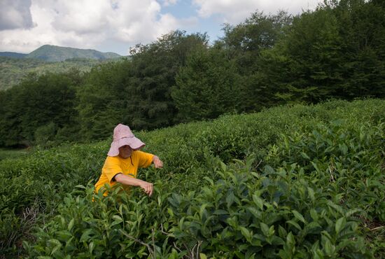 Tea production in Sochi