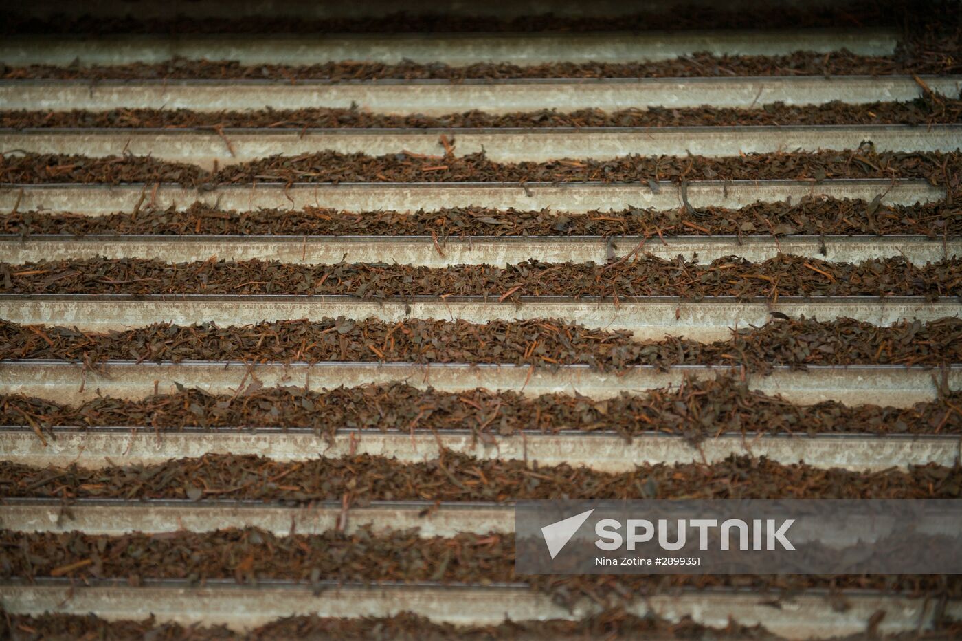 Tea production in Sochi