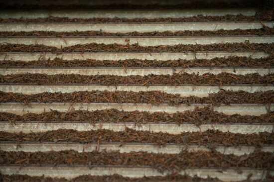 Tea production in Sochi
