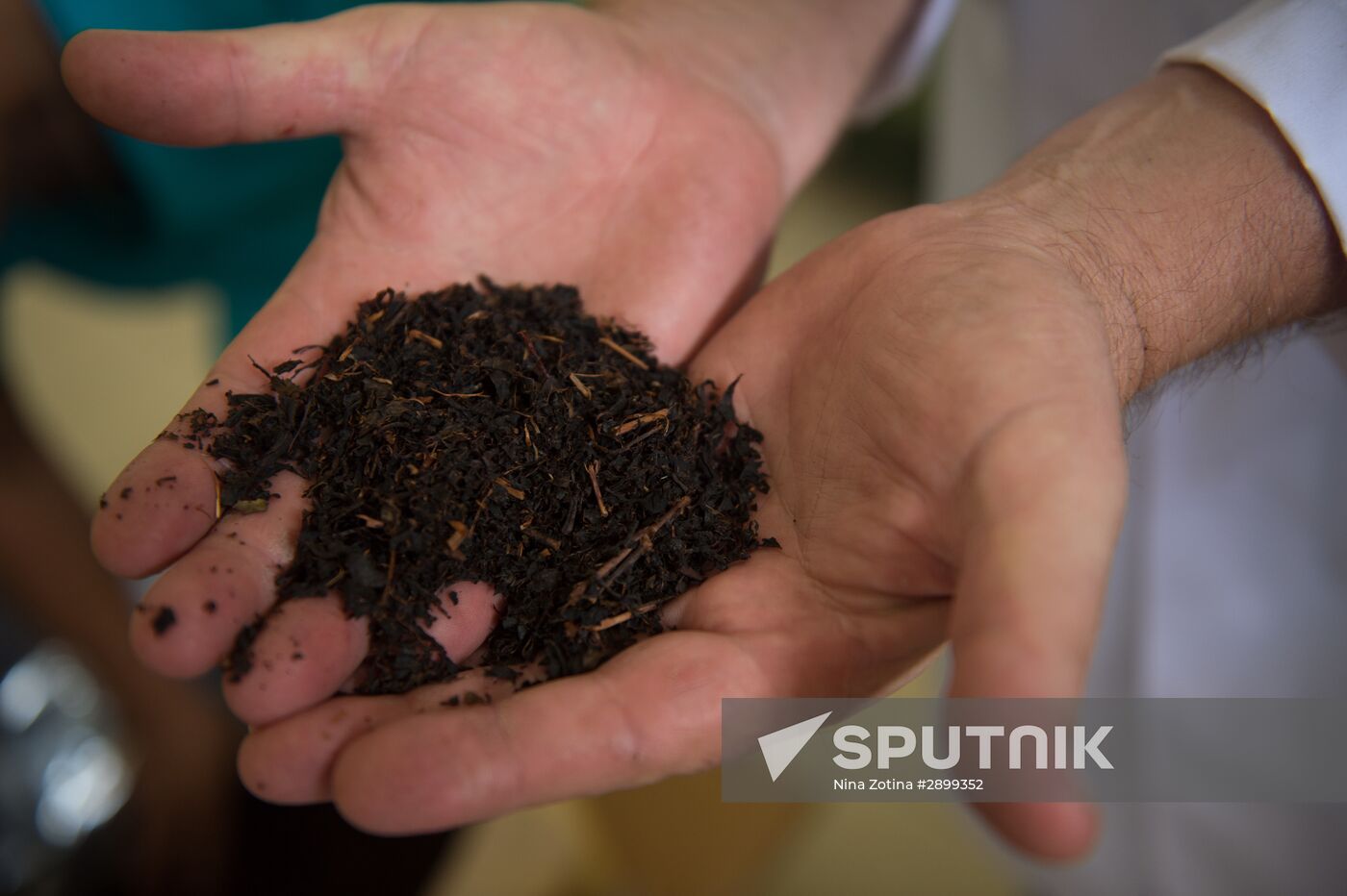 Tea production in Sochi