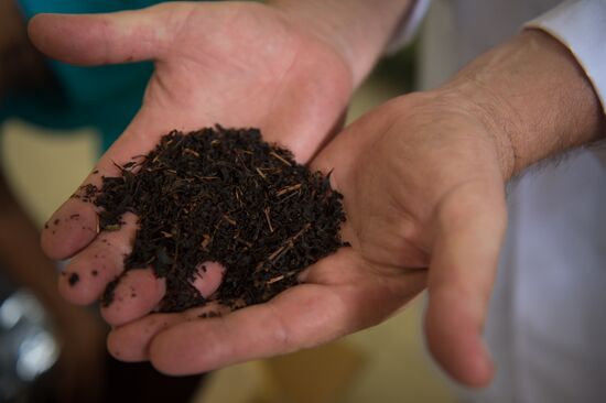Tea production in Sochi