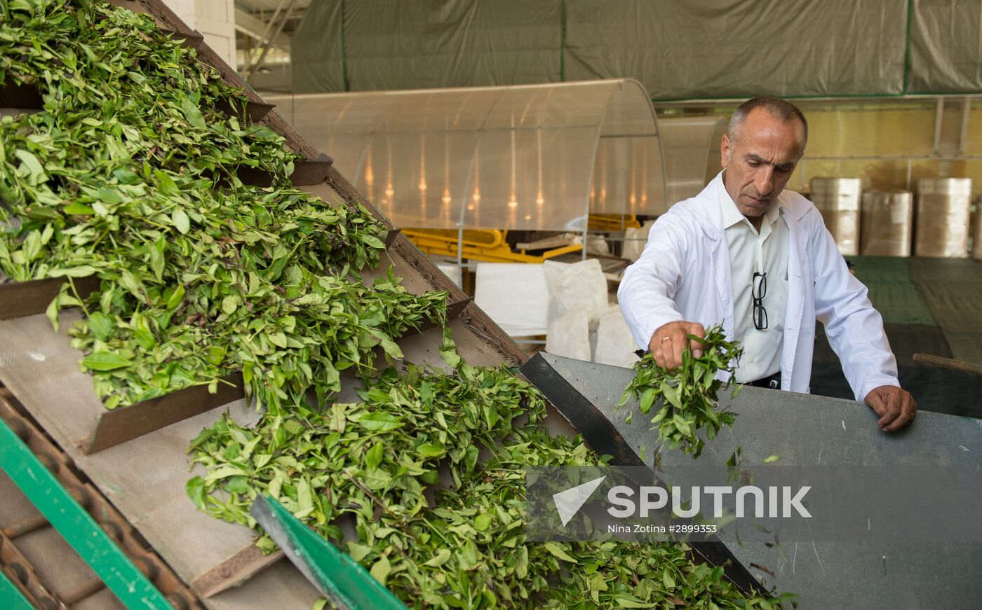 Tea production in Sochi