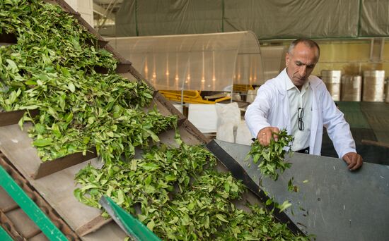 Tea production in Sochi